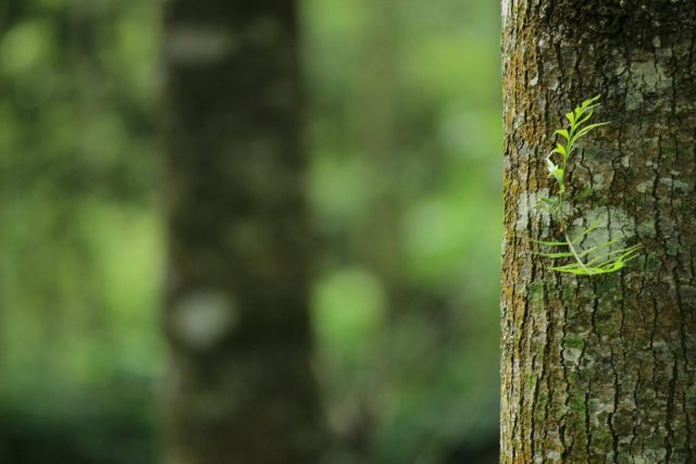 Close-up of mossy tree trunk in forest