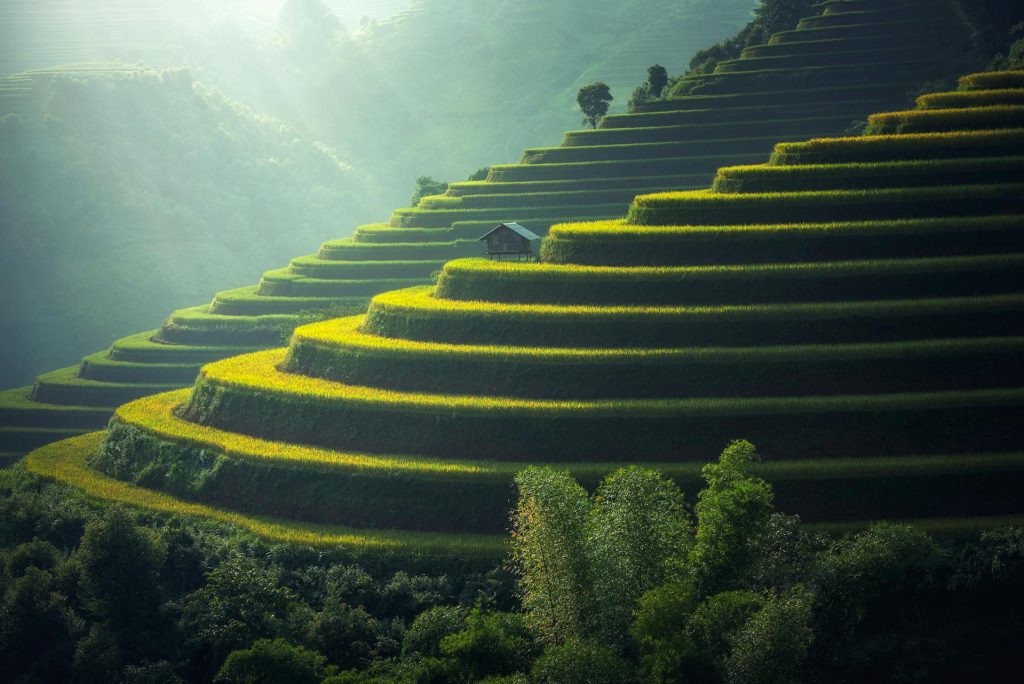Green and golden rice terraces on hillside at sunset