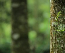 Mossy tree trunk in green forest Close-up of mossy tree trunk in forest