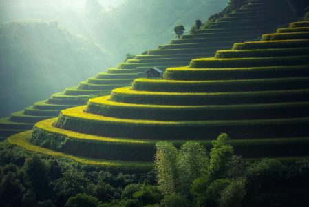 Golden rice terraces in the hills Green and golden rice terraces on hillside at sunset