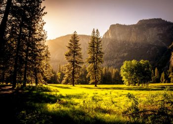 Sunlit meadow with trees and mountains Sunlit meadow with forest and mountains